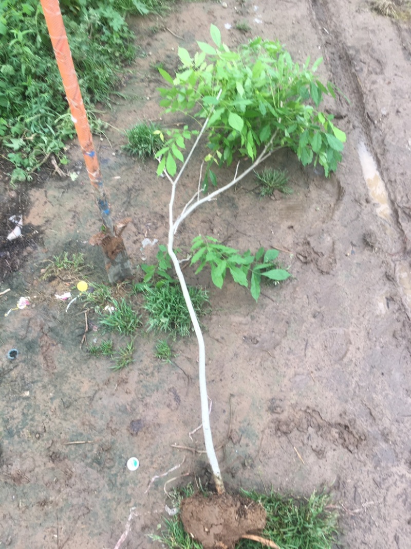 紫藤1—5公分各种规格