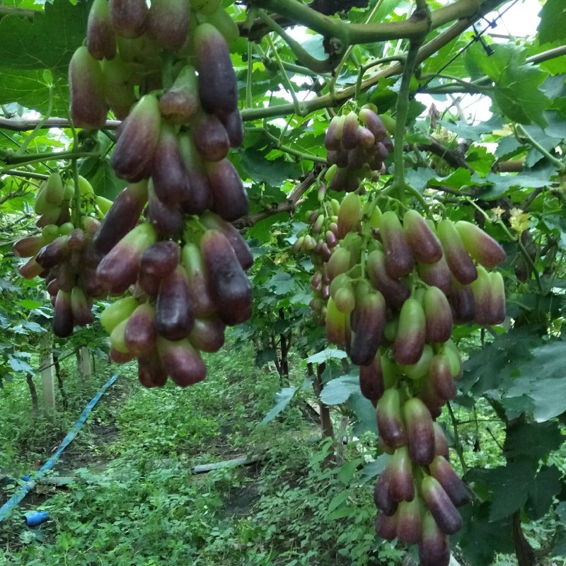 甜蜜蓝宝石葡萄，天然无核，超甜的一个新品种葡萄，吃了忘不