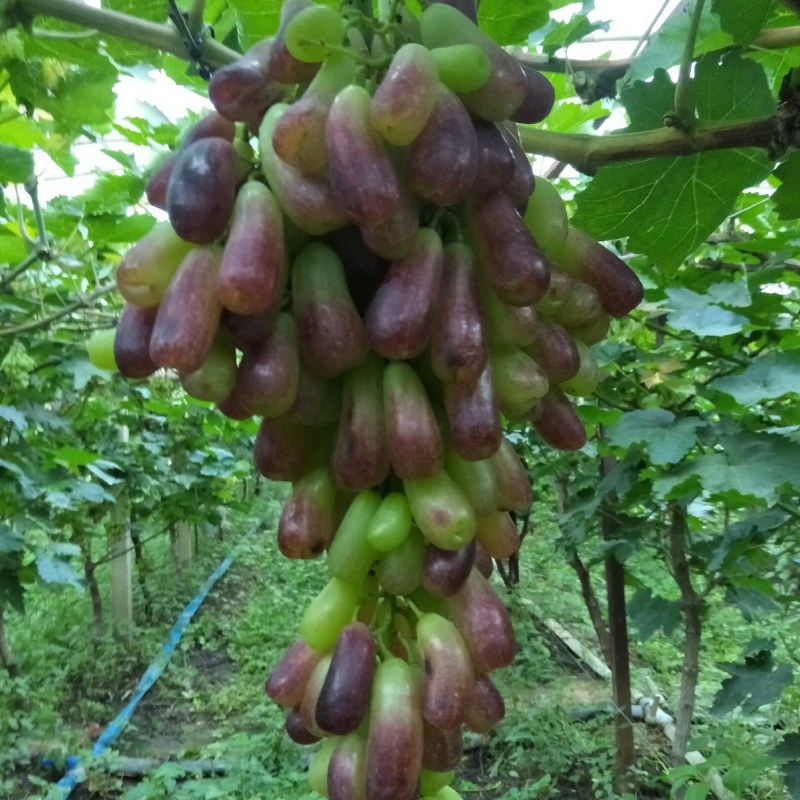 甜蜜蓝宝石葡萄，天然无核，超甜的一个新品种葡萄，吃了忘不