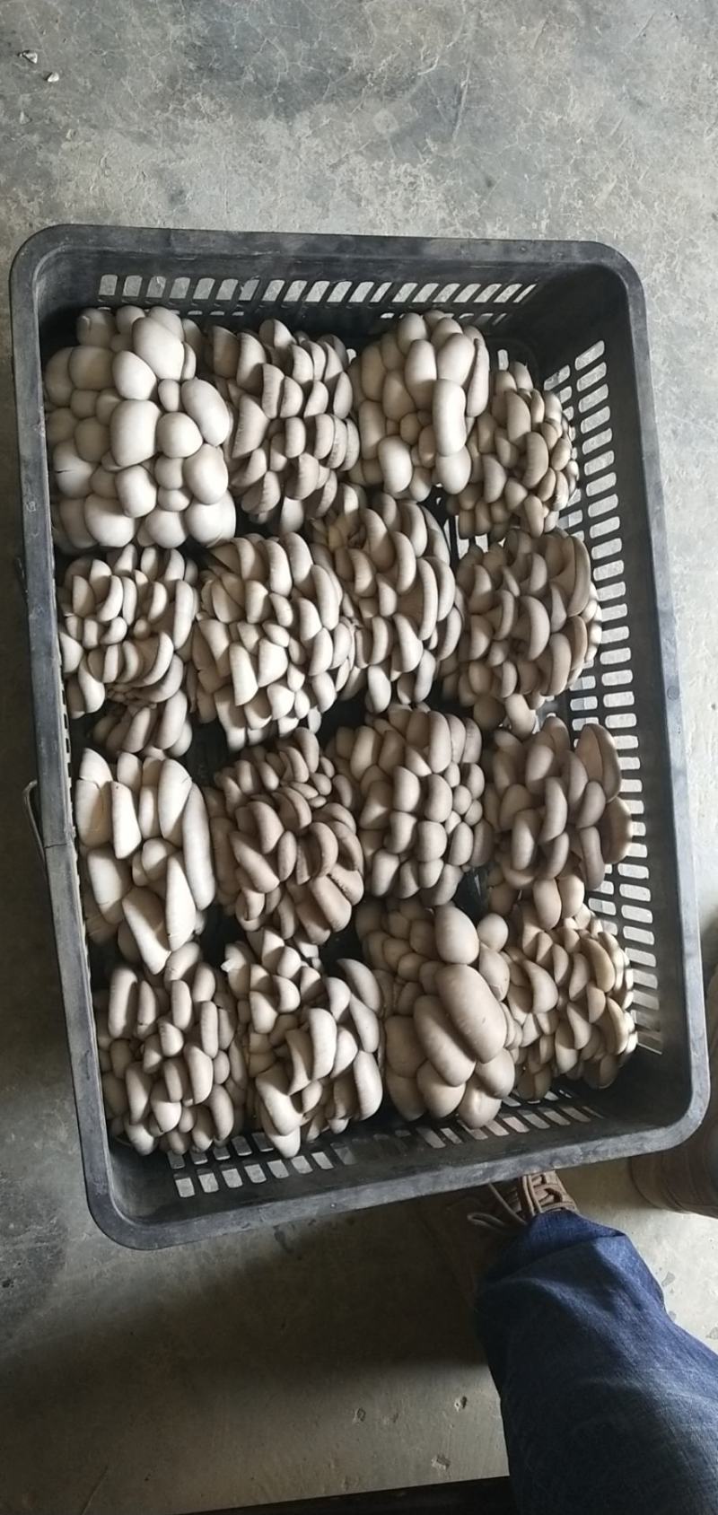 平菇