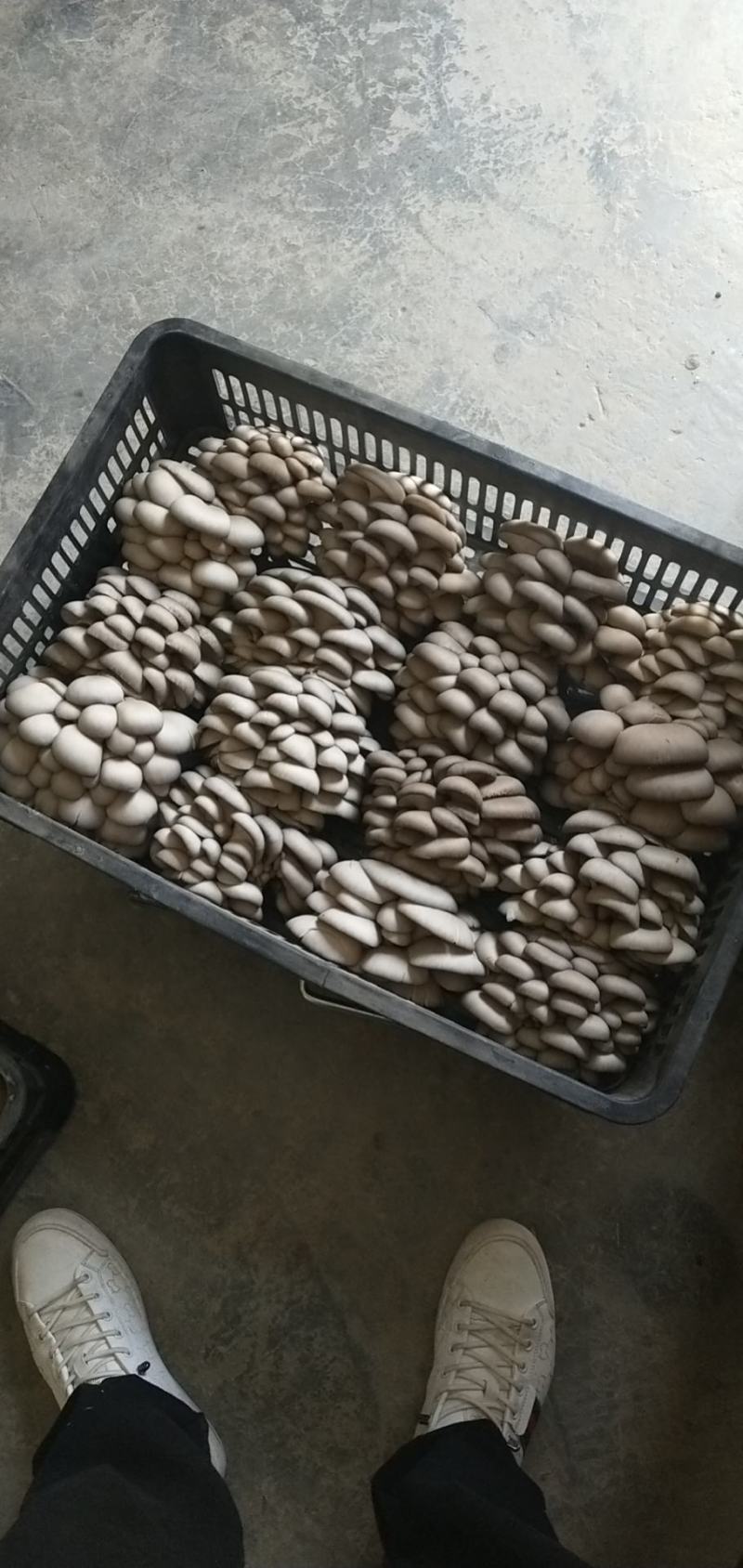 平菇