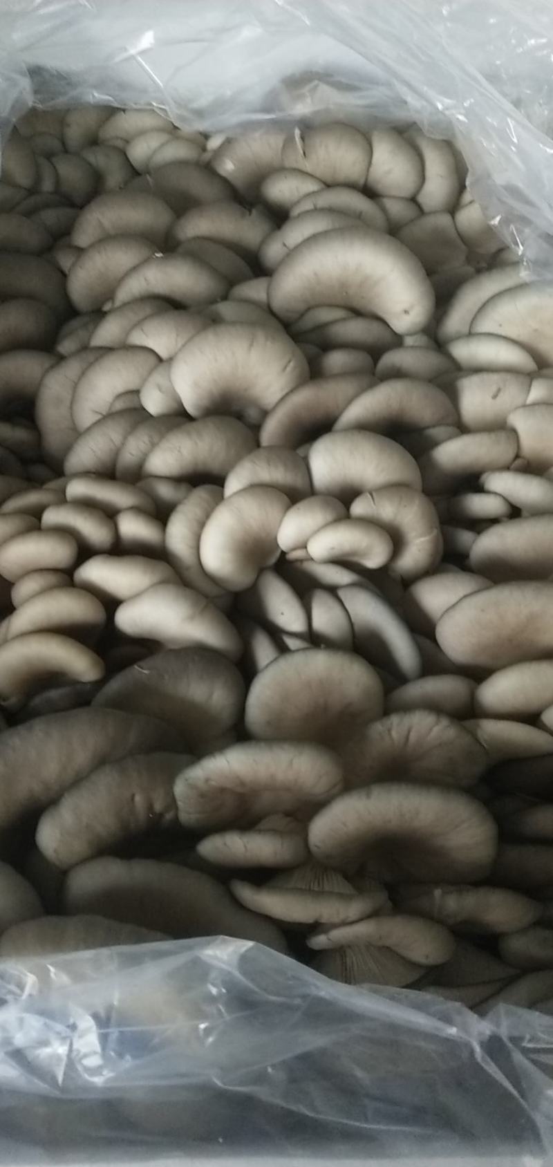 平菇