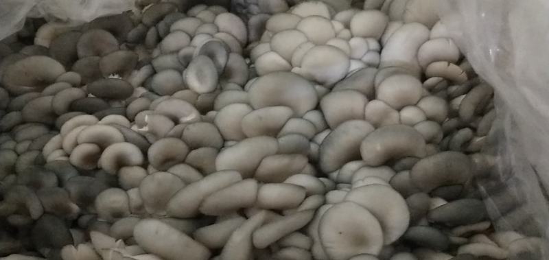 平菇