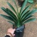 君子兰货源稳定质量保证