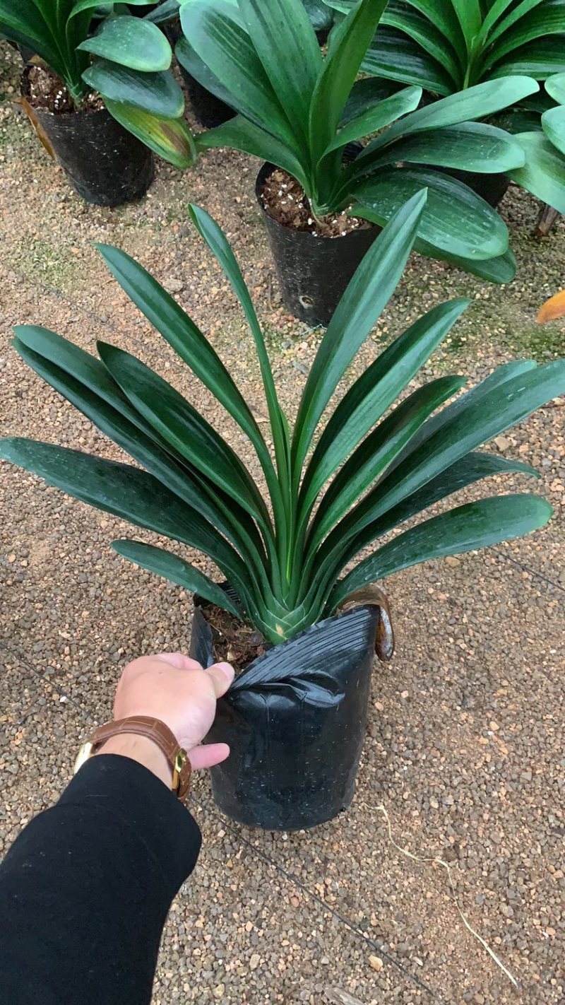 君子兰货源稳定质量保证