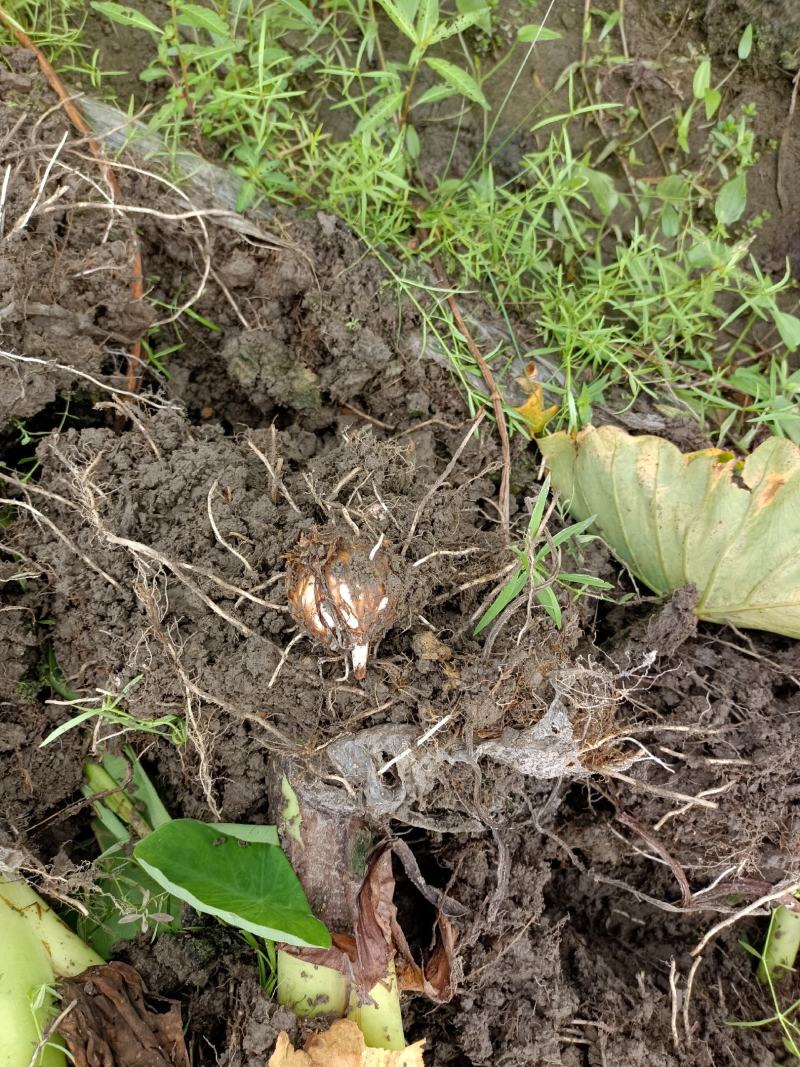 江西红芽芋头大量上市
