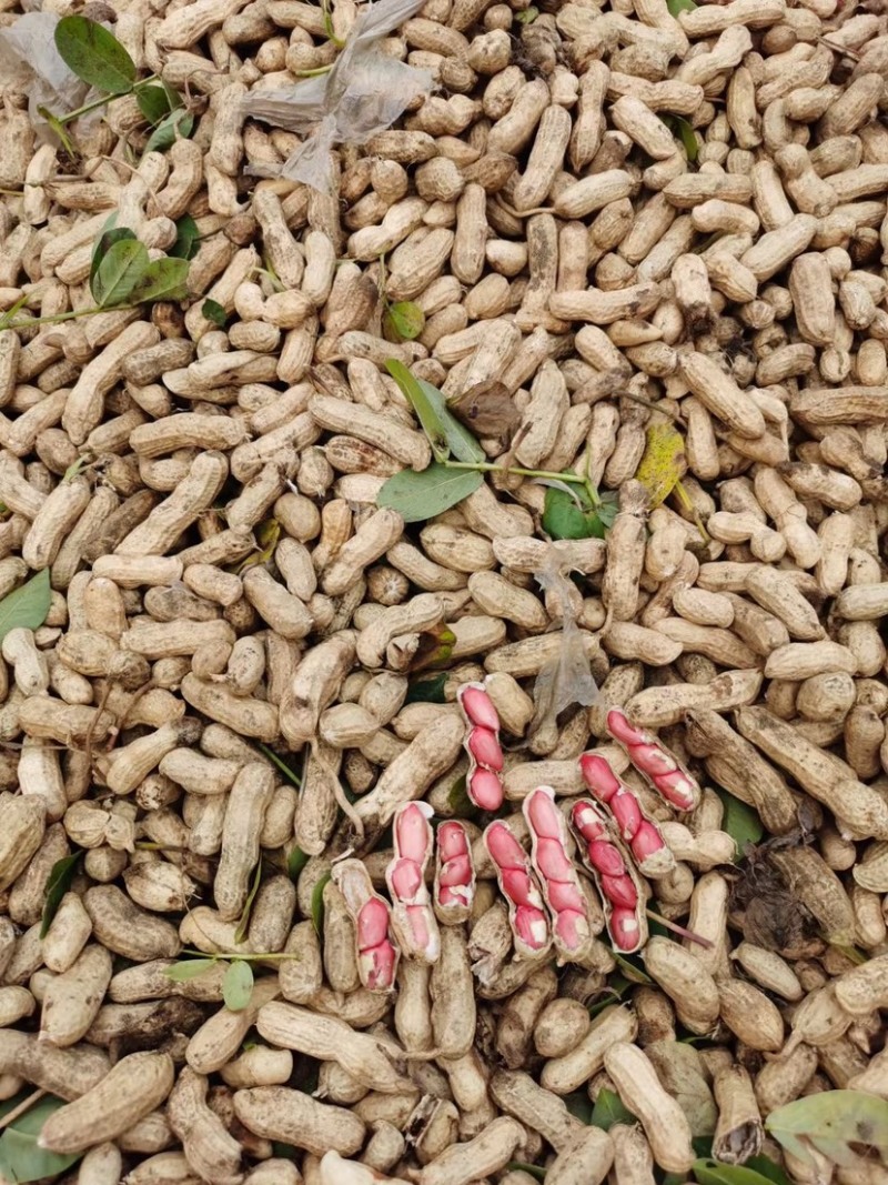 四粒红鲜花生老度饱满度都已达到机选精品都可加工