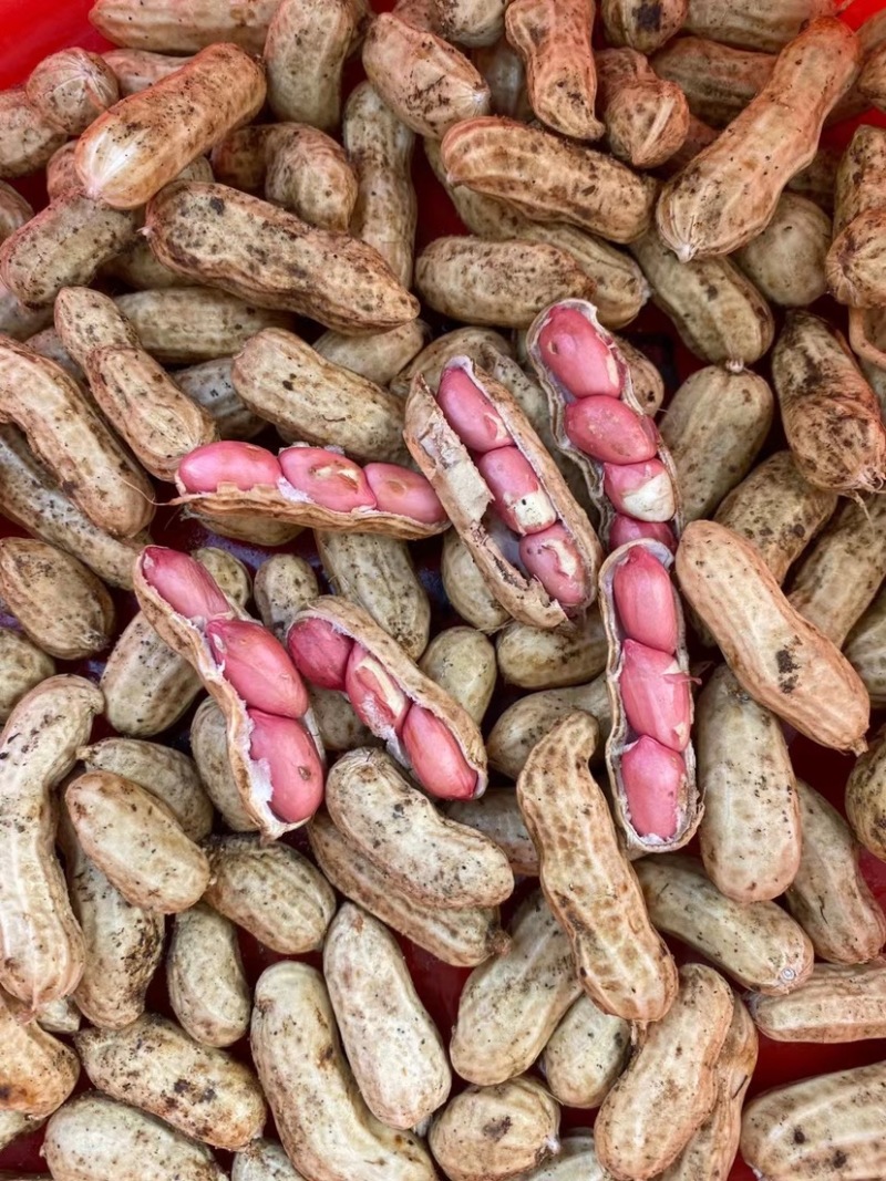 四粒红鲜花生老度饱满度都已达到机选精品都可加工