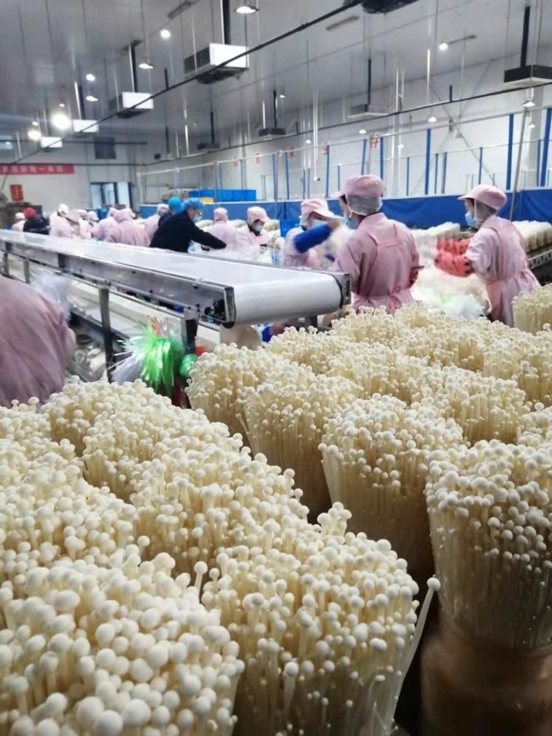 金针菇400g，营养美味，新鲜送达