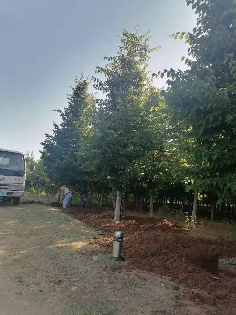 小叶椴树绿塔10公分12公分14公分15公分