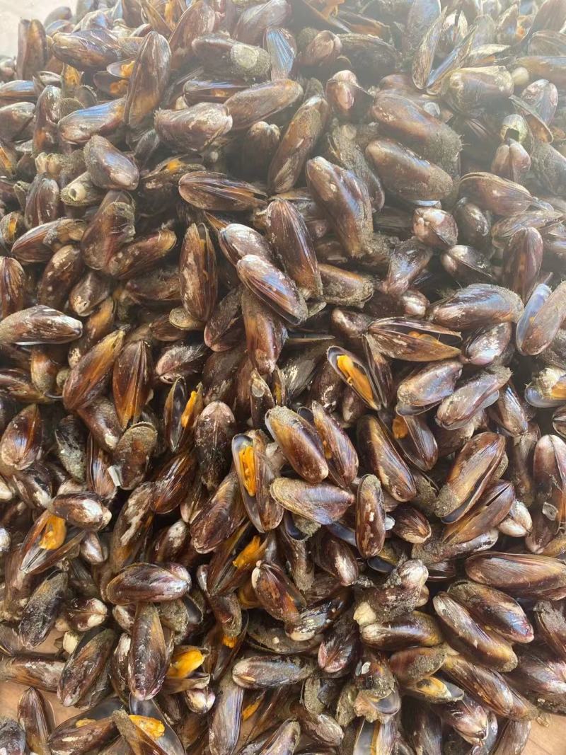 海瓜子湛江北海薄壳