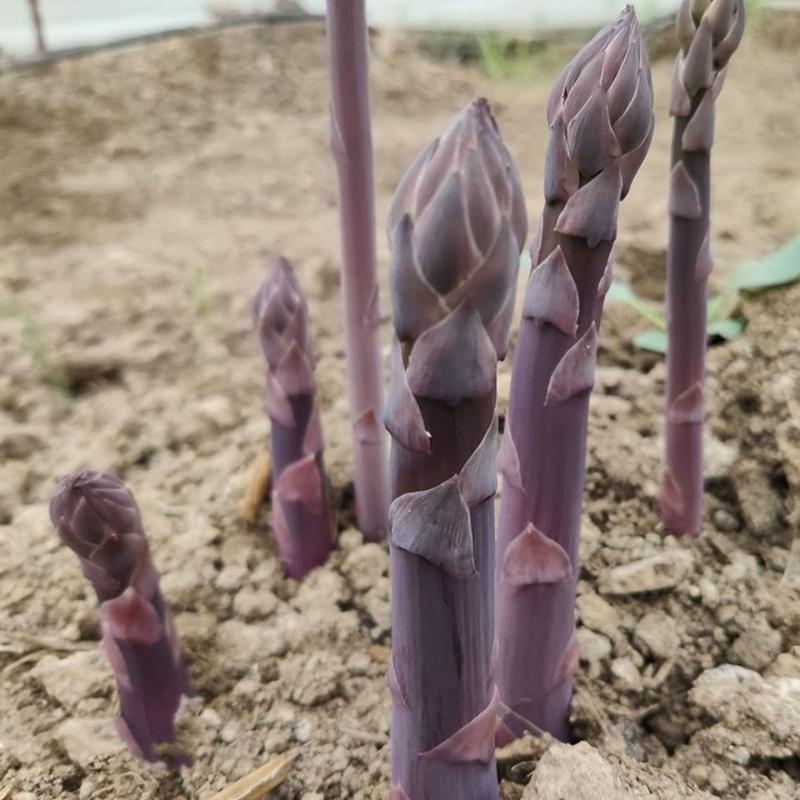 紫色芦笋苗现挖现售根粗苗壮成活率高丰产稳产适宜四季栽培