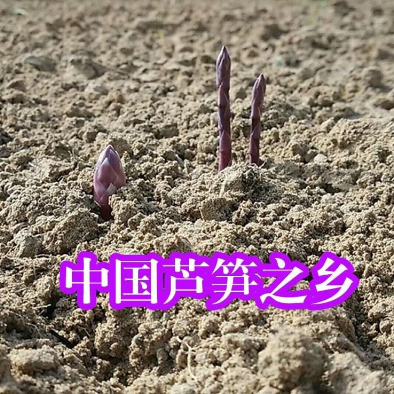 紫色芦笋苗现挖现售根粗苗壮成活率高丰产稳产适宜四季栽培
