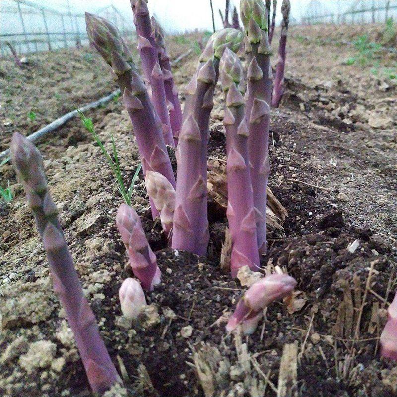 紫色芦笋苗现挖现售根粗苗壮成活率高丰产稳产适宜四季栽培
