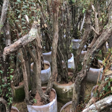 杜鹃老桩