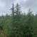 马尾松/绿化苗木/乔灌木/松树/马尾松林木
