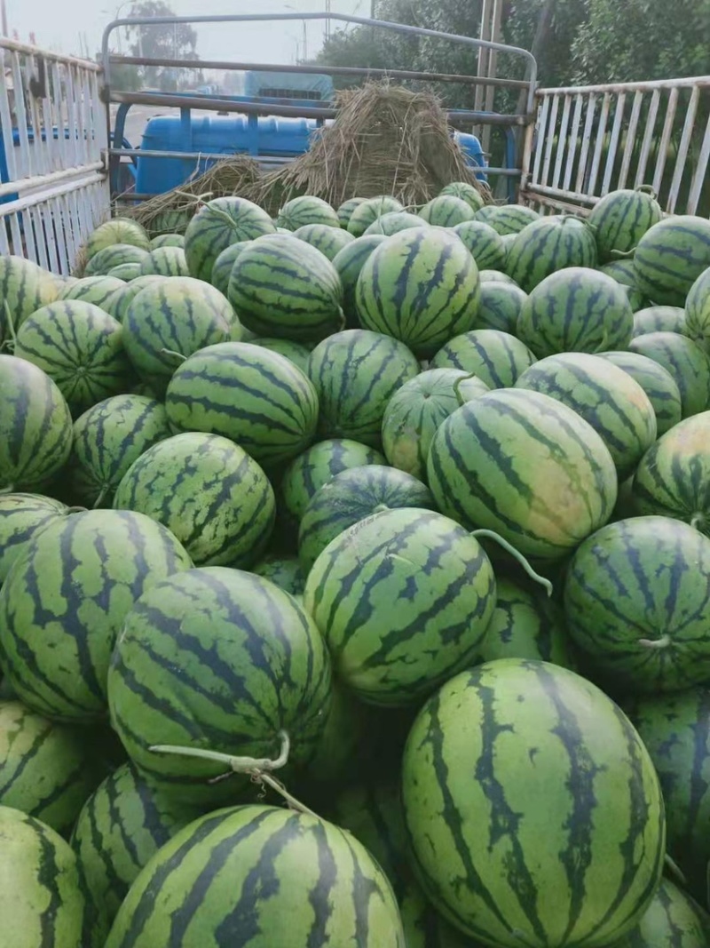精品，吉林庆红圆瓜地雷瓜瓜漏产地直发货源稳定量大