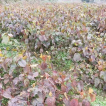 马尾松/绿化苗木/乔灌木/松树/马尾松林木/马尾松树苗