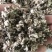 【优质好货】棉籽壳，货源充足，厂家直销，品质优渥！