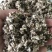 【优质好货】棉籽壳，货源充足，厂家直销，品质优渥！