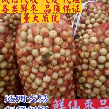山东早熟冬枣早脆王鲜枣脆甜手摘良心代办地头收百家货