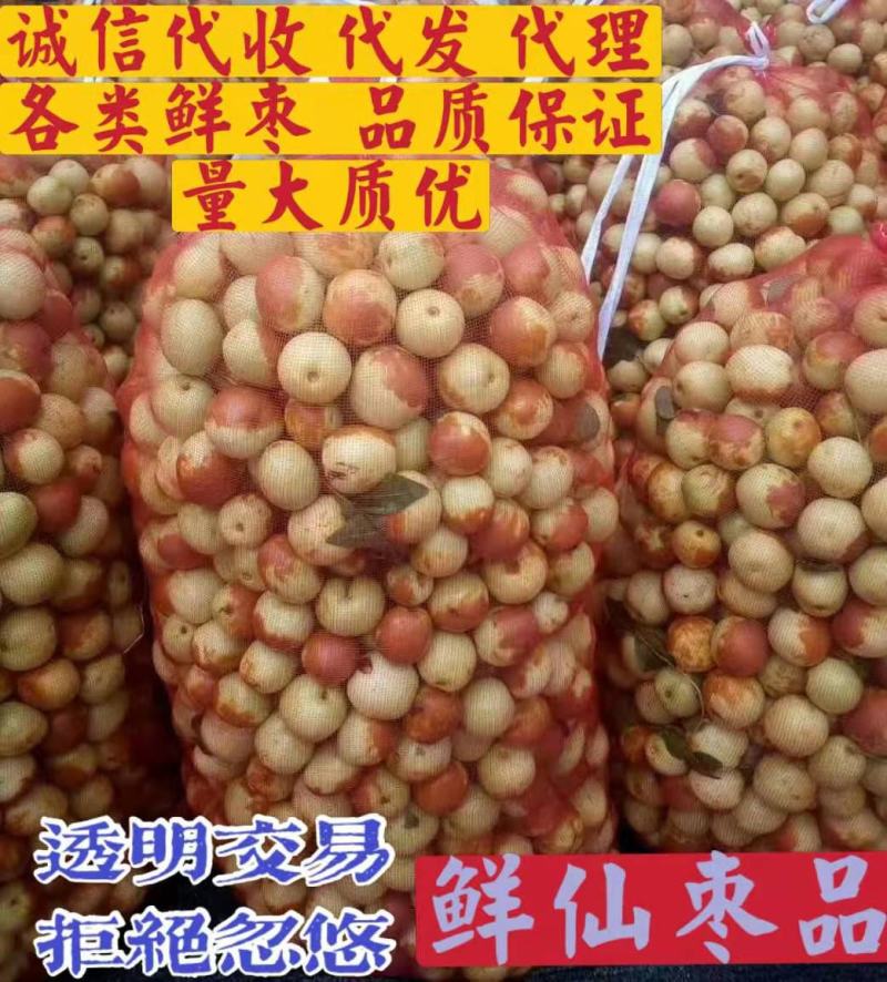 山东早熟冬枣早脆王鲜枣脆甜手摘良心代办地头收百家货
