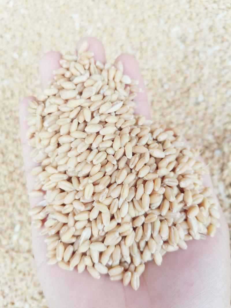 2024年绵阳市本地优质小麦（软白麦，自然干）