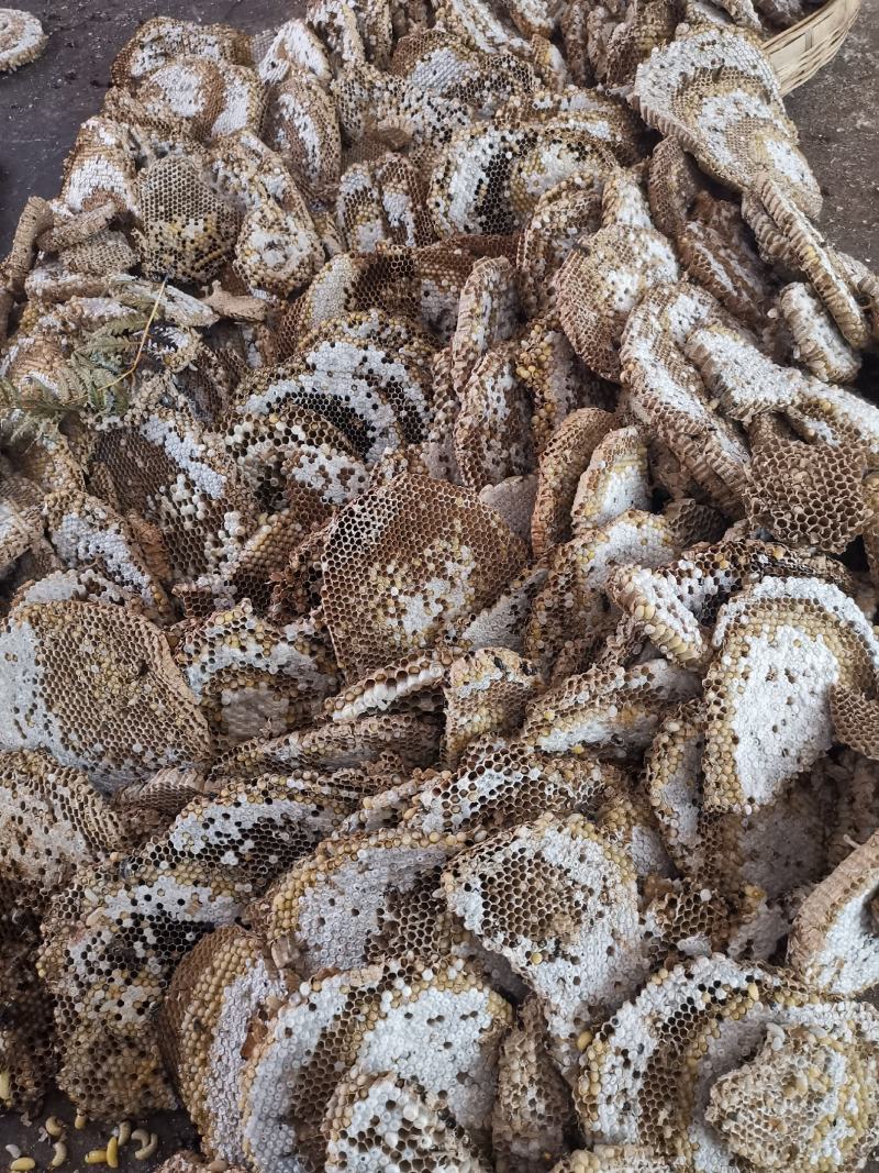 野生蜂蛹，云南楚雄本地野生蜂，大山精品，营养价值高