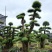 造型红花继木桩景红桎木桩景