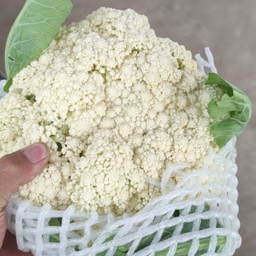 精品陆地80有机花菜