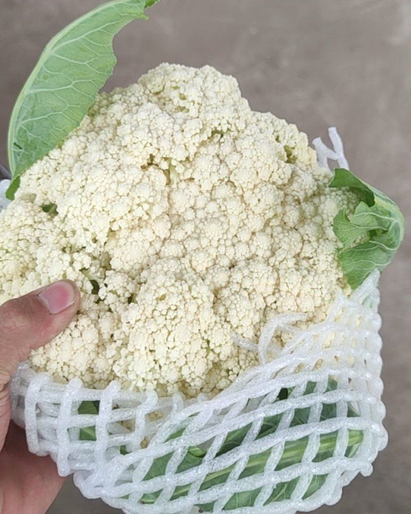 精品陆地80有机花菜