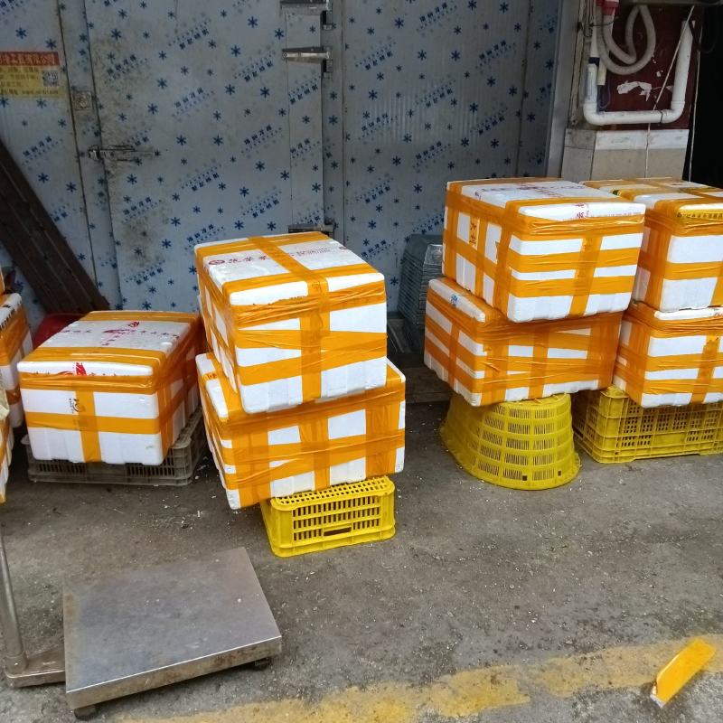 长期批发供应散冻每片3-5两罗非纯鱼肉片