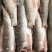 长期批发供应散冻每片3-5两罗非纯鱼肉片