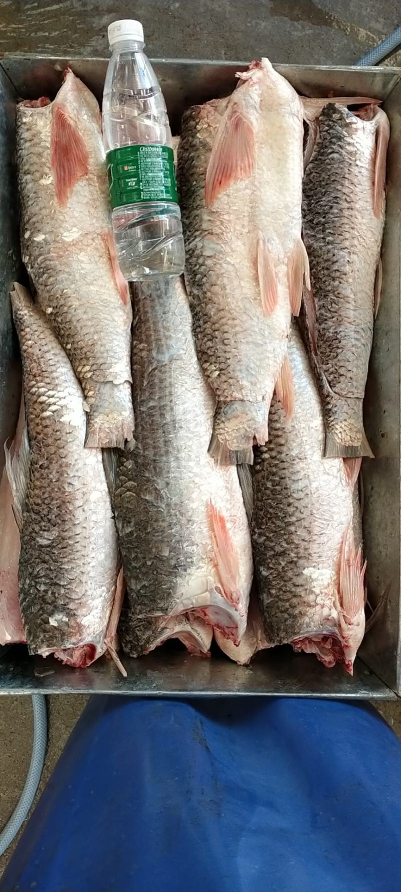 长期批发供应散冻每片3-5两罗非纯鱼肉片