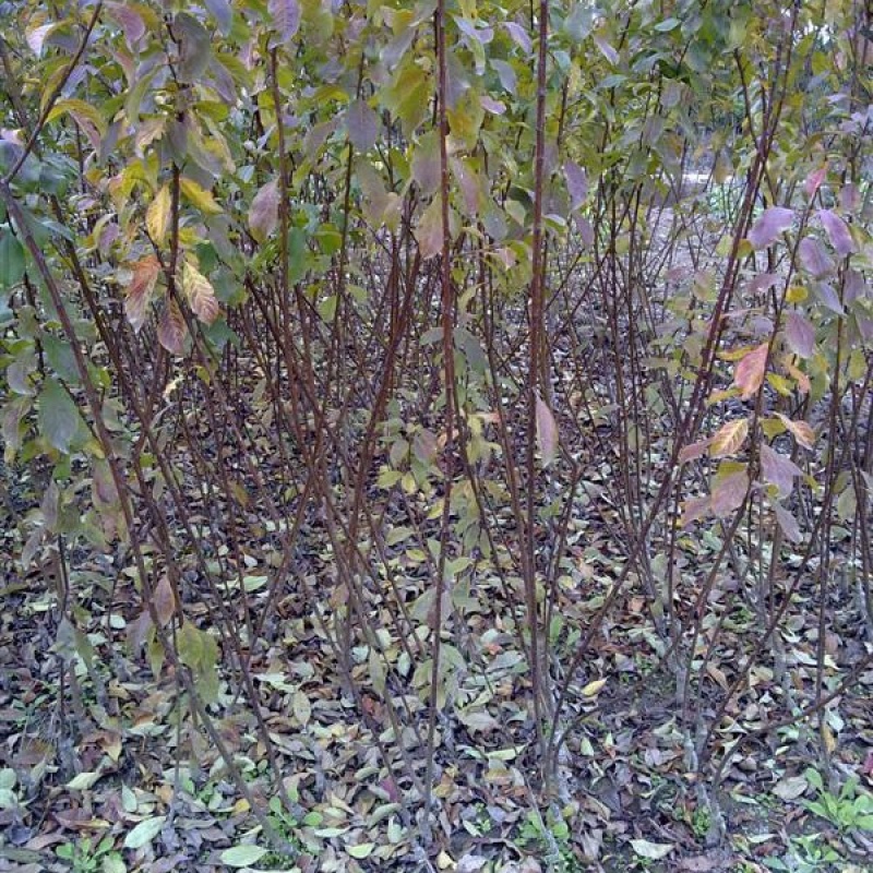 青脆李苗（金秋晚脆李）比蜂糖李好吃，产量高，品种纯