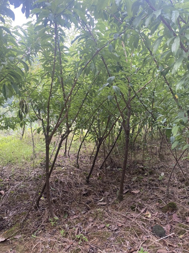 青脆李苗（金秋晚脆李）比蜂糖李好吃，产量高，品种纯