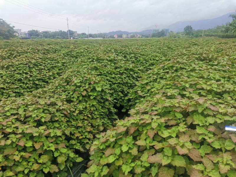 广东省阳春广藿香干货大量