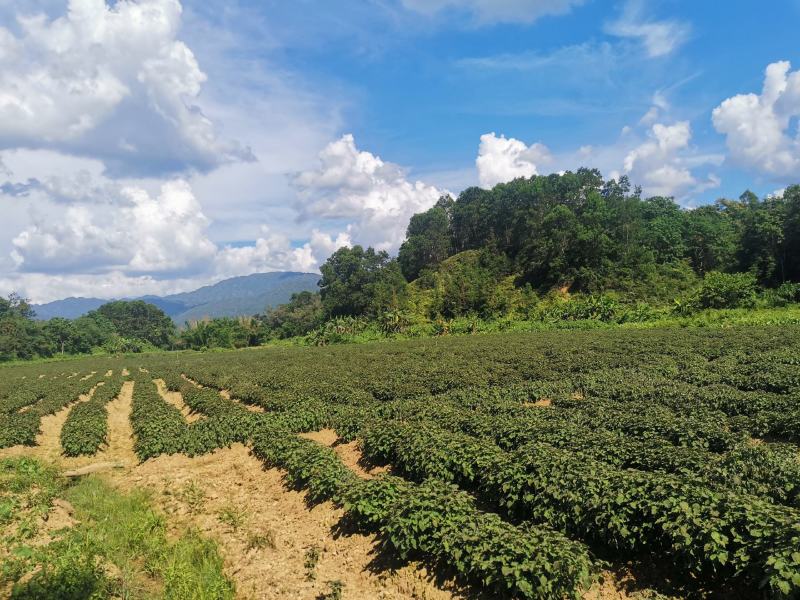 广东省阳春广藿香干货大量