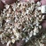 【厂家直销】玉米芯颗粒，保质保量，量大从优！