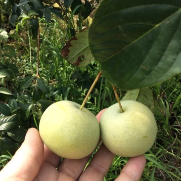 山楂果上市