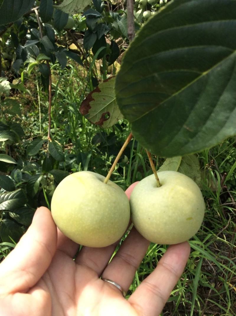 山楂果上市