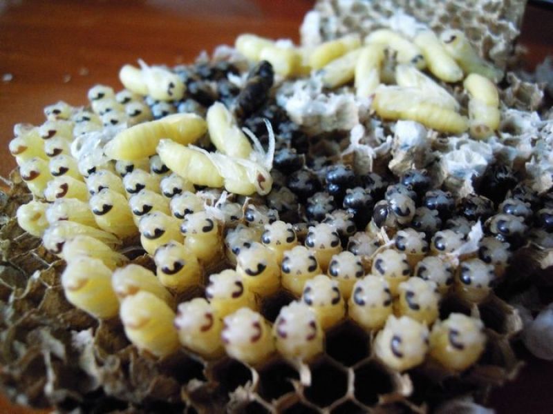 野生蜂蛹，云南楚雄本地野生蜂，大山精品，营养价值高
