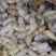 野生蜂蛹，云南楚雄本地野生蜂，大山精品，营养价值高