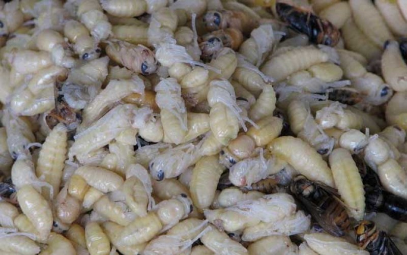 野生蜂蛹，云南楚雄本地野生蜂，大山精品，营养价值高