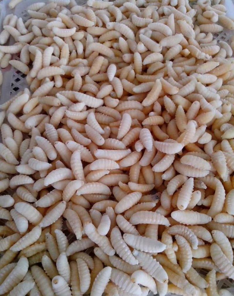 野生蜂蛹，云南楚雄本地野生蜂，大山精品，营养价值高