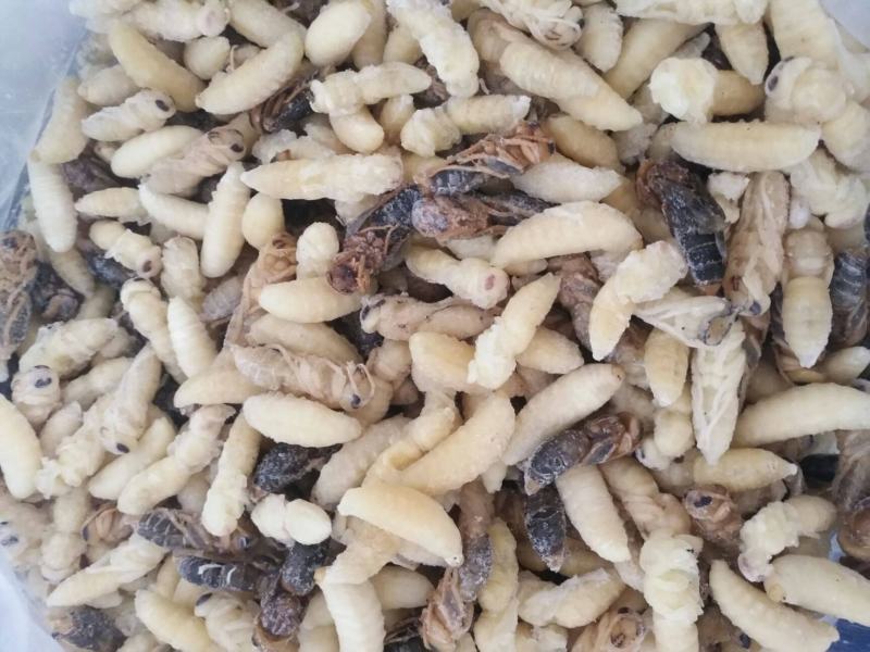 野生蜂蛹，云南楚雄本地野生蜂，大山精品，营养价值高