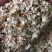 【厂家直销】玉米芯颗粒，保质保量，量大从优！