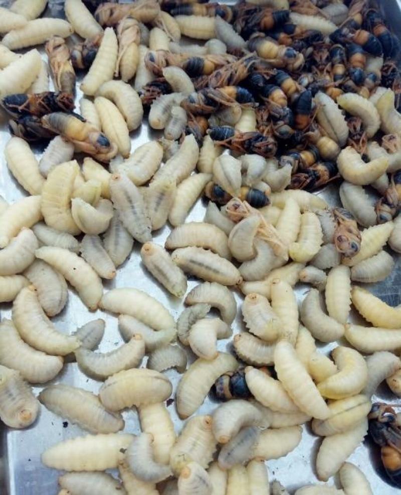 野生蜂蛹，云南楚雄本地野生蜂，大山精品，营养价值高