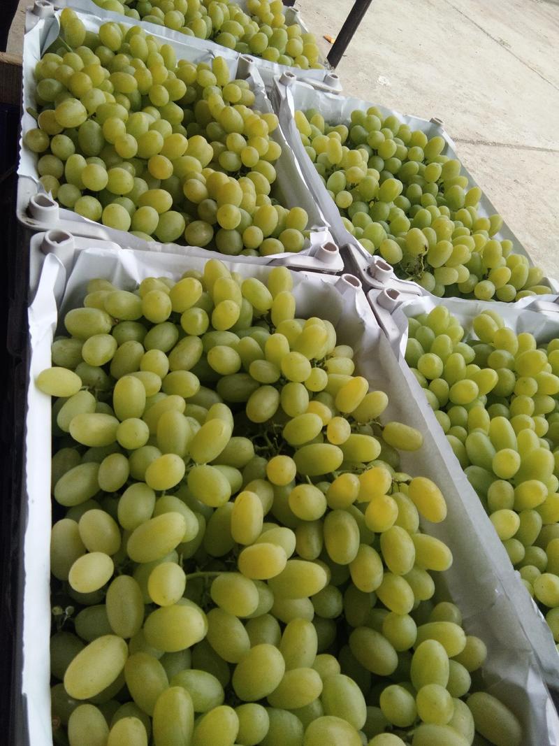 【精品】维多利亚葡萄产区货源充足质量保证实力代办