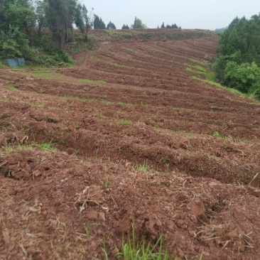 碉楼村村委流转集体土地100亩，全部通公路，价格可商量，